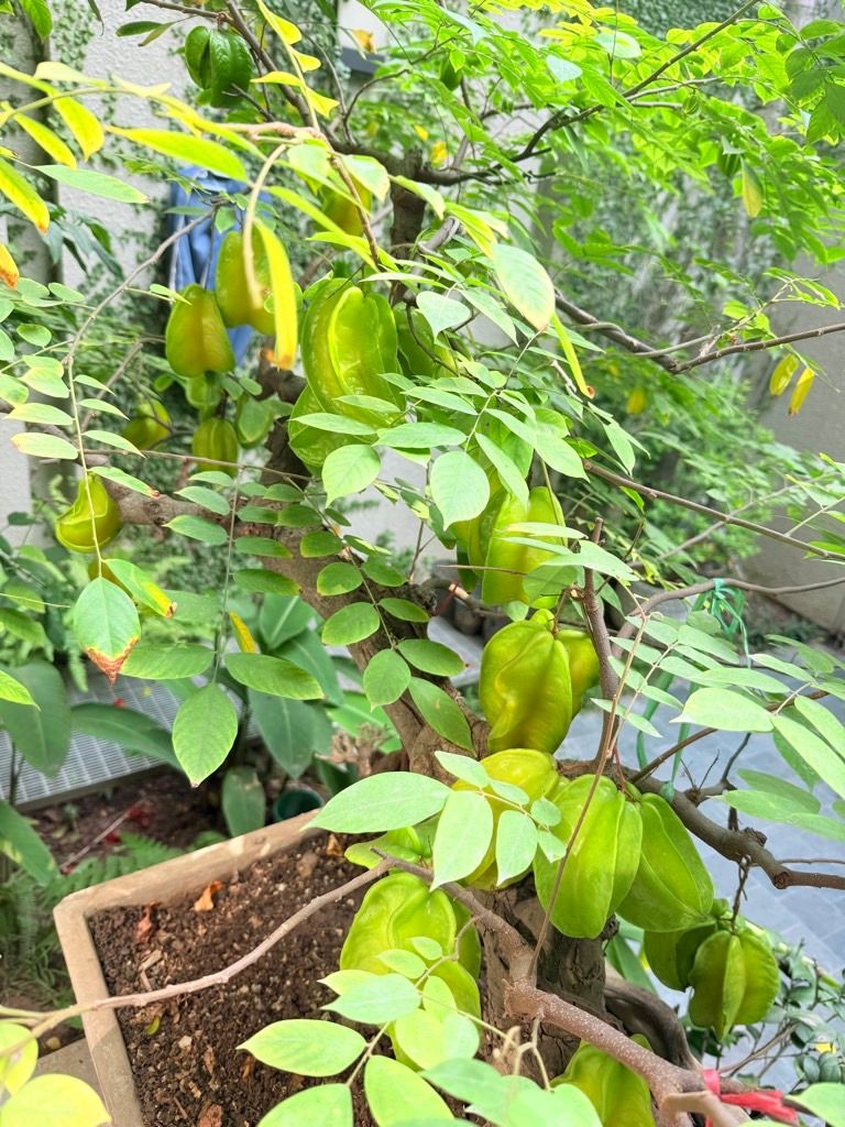 Bán nhà Nguyễn An Ninh - diện tích 63m2 4 tầng - Ô tô qua nhà - giá 24 tỷ