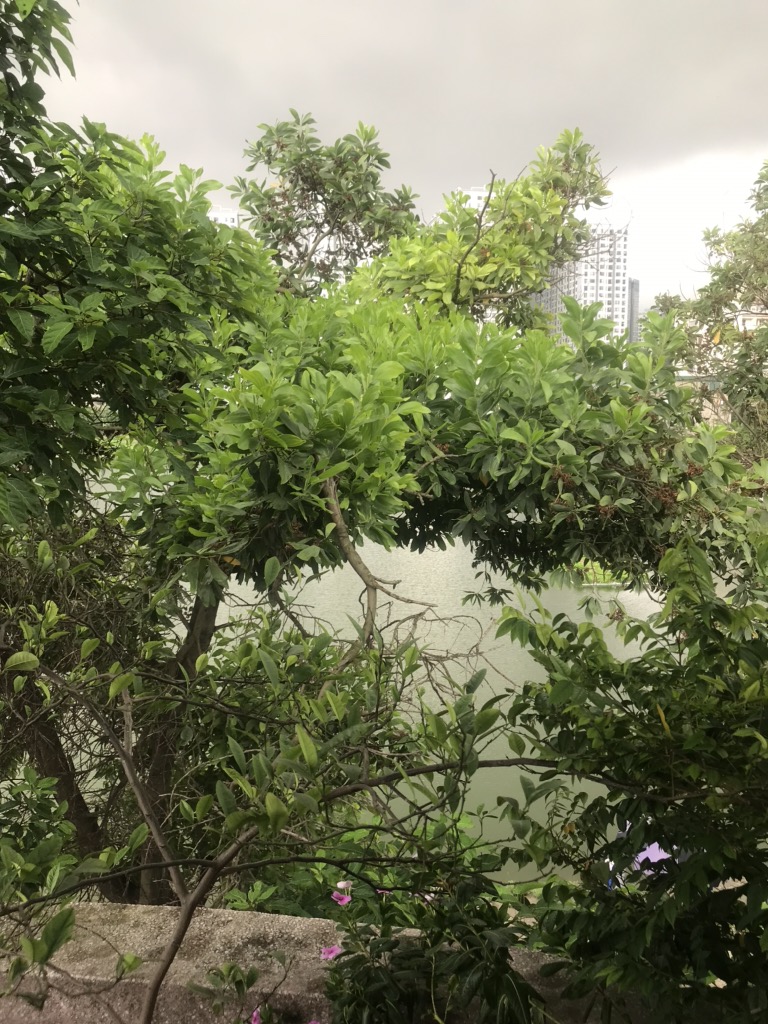 Bán nhà Dương Văn Bé - diện tích 78m2 3 tầng - Lô góc, 2 mặt tiền - giá 29 tỷ