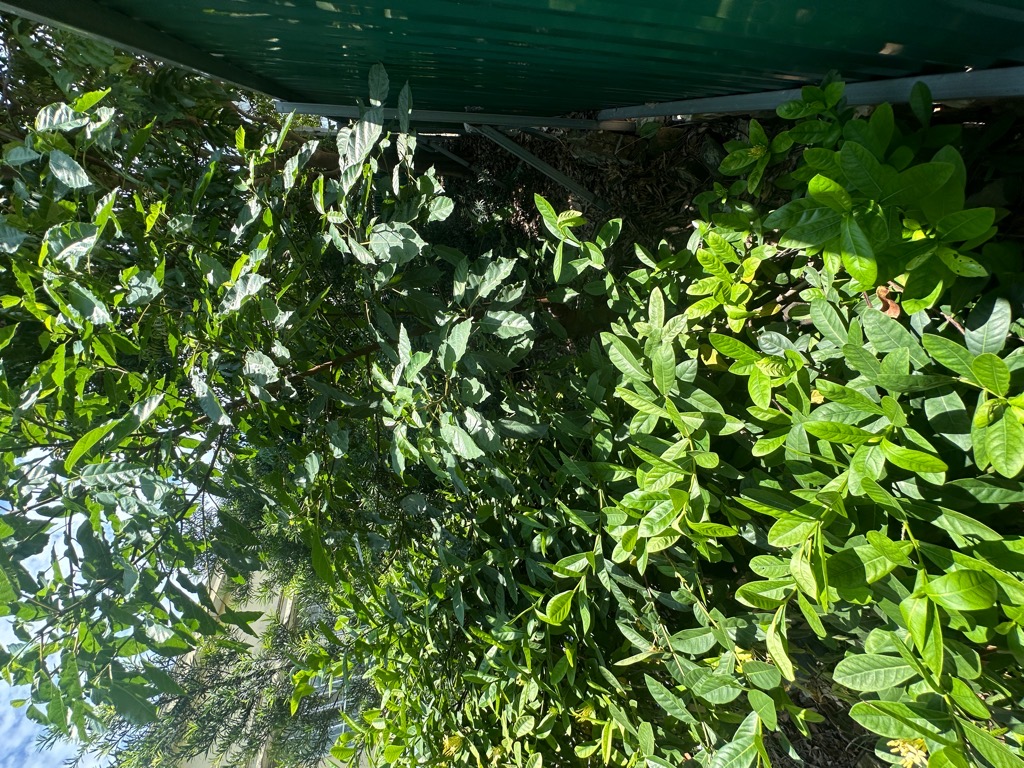 Bán đất Khuyến Lương - diện tích 76m2 1 tầng - Mảnh đất vàng trong làng - giá 1,3 tỷ