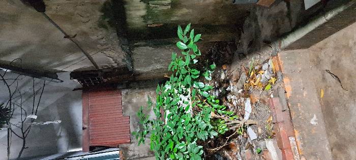 Bán nhà Kim Ngưu - diện tích 203m2 4 tầng - LÔ GÓC HAI MẶT PHỐ - giá 63 tỷ