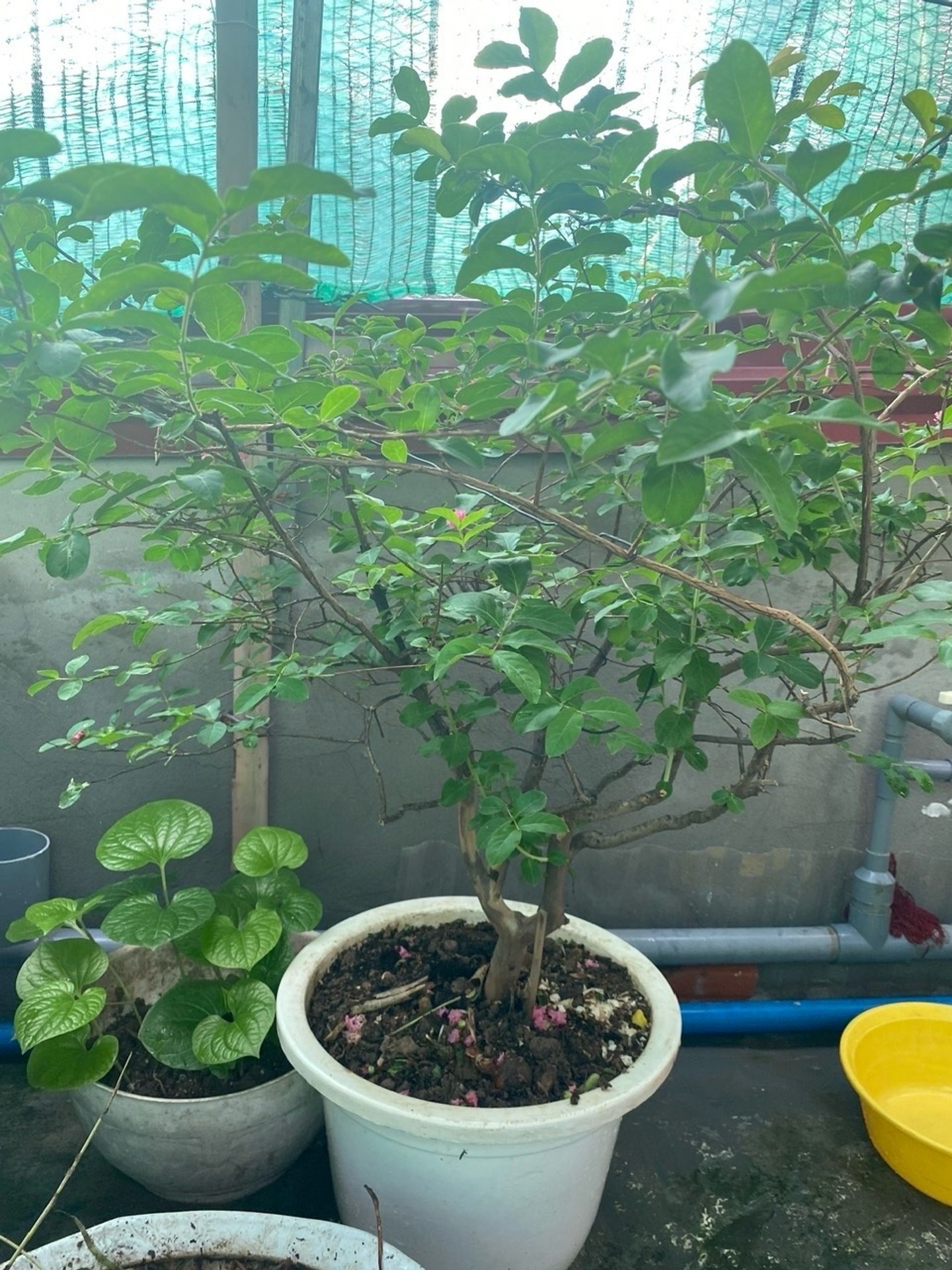 Bán nhà Kim Ngưu - diện tích 36m2 1 tầng - Nhà đẹp hiếm có - giá 6,3 tỷ